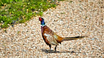 One of our occasional visitors is this rather splendid pheasant